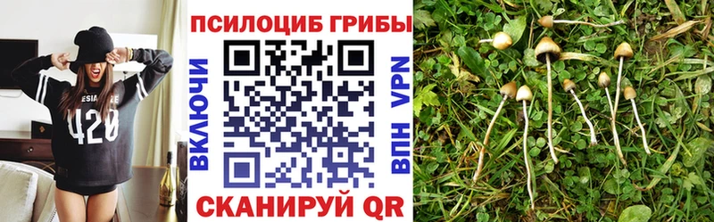 Псилоцибиновые грибы Psilocybine cubensis  Пучеж 
